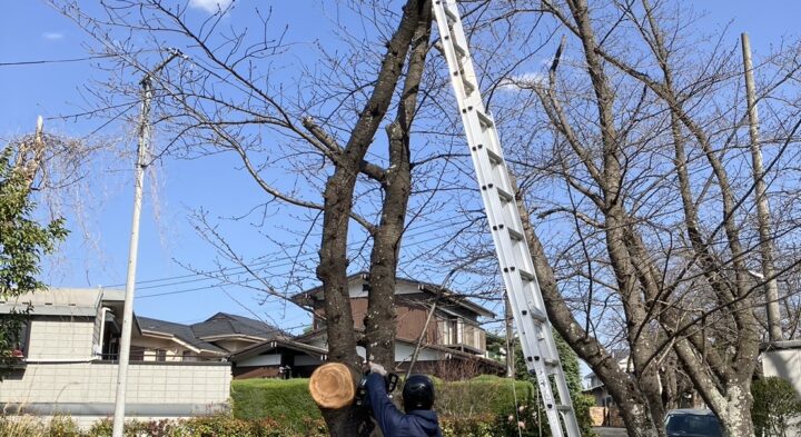 サクラ　枯れ枝　撤去